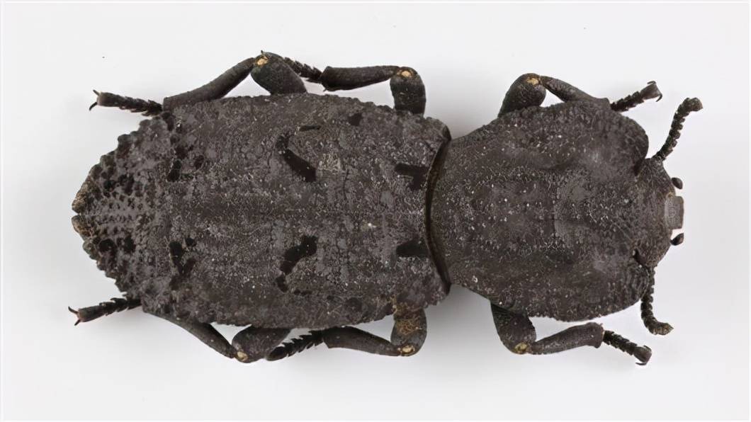 2厘米的虫子,竟能承受自身3.7万倍的重量,世界上最坚硬的甲虫