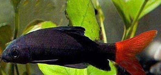 原创办公室新宠鱼红尾黑鲨饲养方法