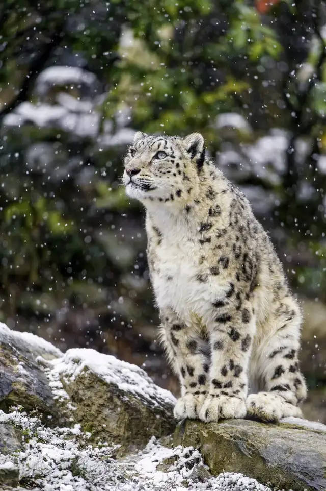 原创甘肃天祝马牙雪山首次拍到珍贵雪豹为优秀保护动物