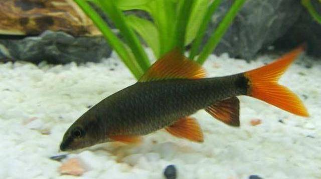 原创办公室新宠鱼红尾黑鲨饲养方法