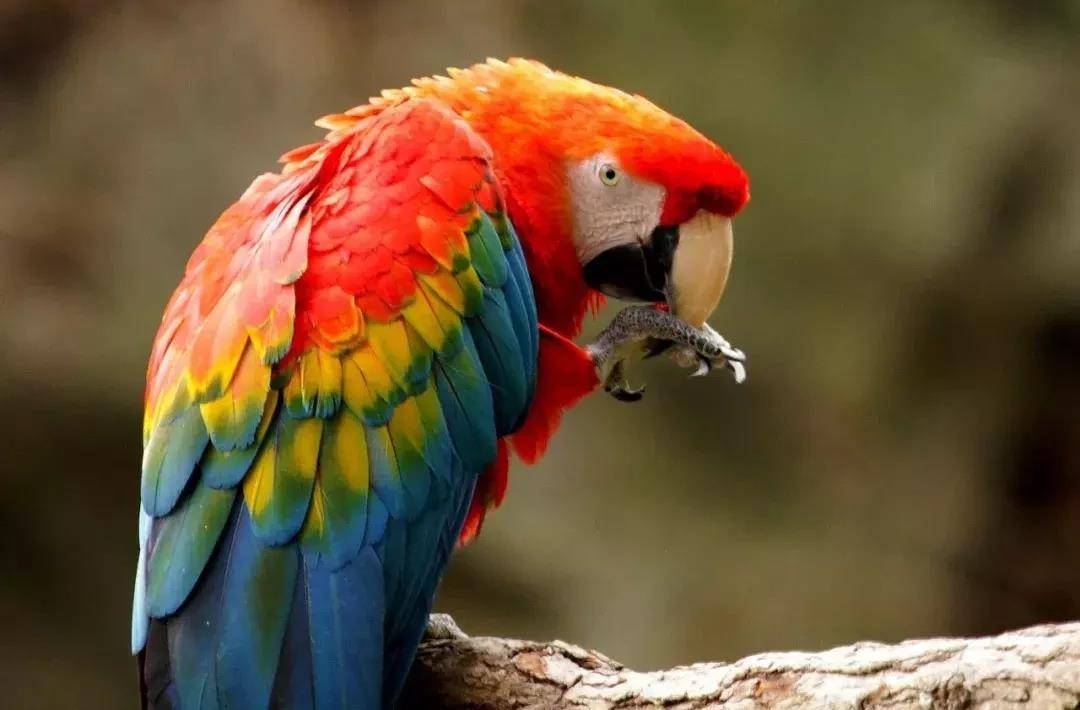 飞翔的彩虹绯红金刚鹦鹉