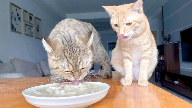 "把猫咪关在家里2周时间,猫咪饿死了"_猫砂_另外一个_养猫