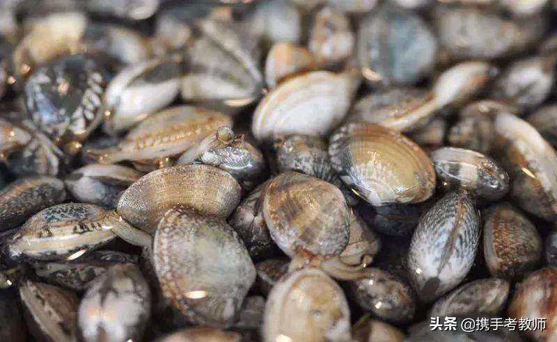 生物课 什么是软体动物 生活 种类 头部