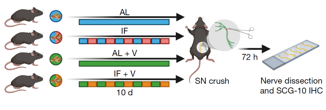 中的确切作用,if喂养小鼠的肠道菌群被"移花接木"到al喂养小鼠体内