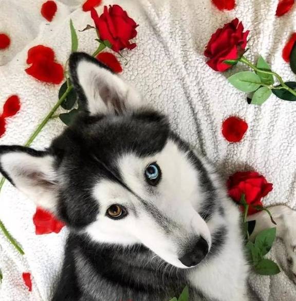 原创哈士奇这种狗永远帅不过三秒外表冷峻内心傻瓜让主人哭笑不得