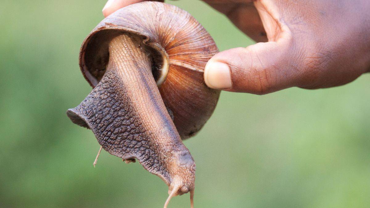 据悉,该陆地蜗牛是一种入侵物种,原产于非洲,可以携带寄生虫,可能会