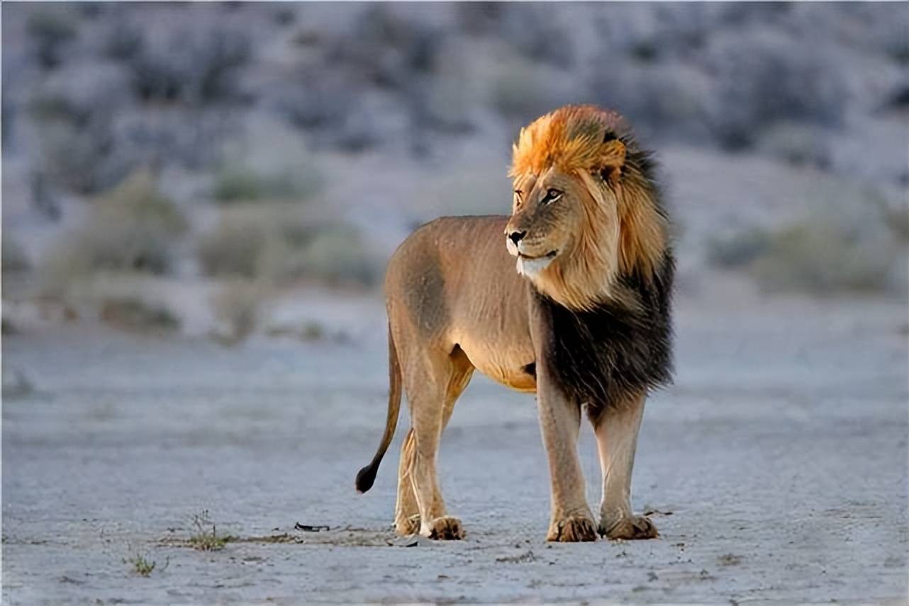 盘点自然界中攻击力最强的10种动物