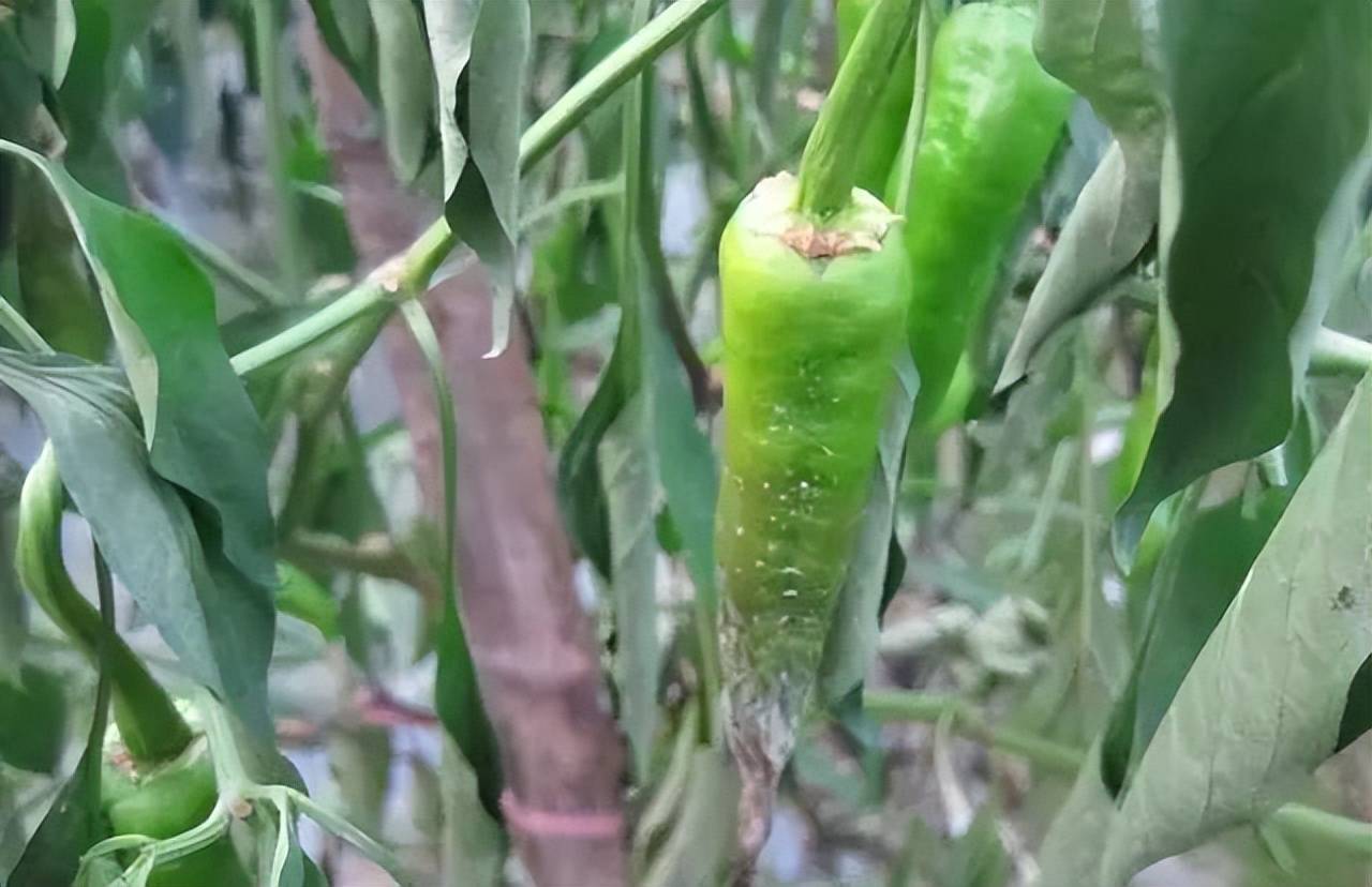 辣椒疫病的症状及防治方法