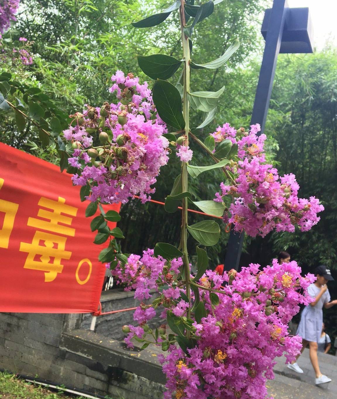 这种经常开花的植物叫痒痒花,轻轻一碰,就会摇摆,发出响声_枝条_花朵