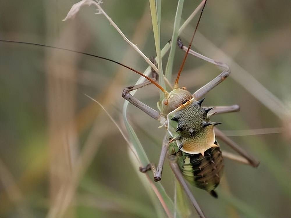 能防御一切袭击,唯一的天敌竟是同类_捕食者_喷射_液体