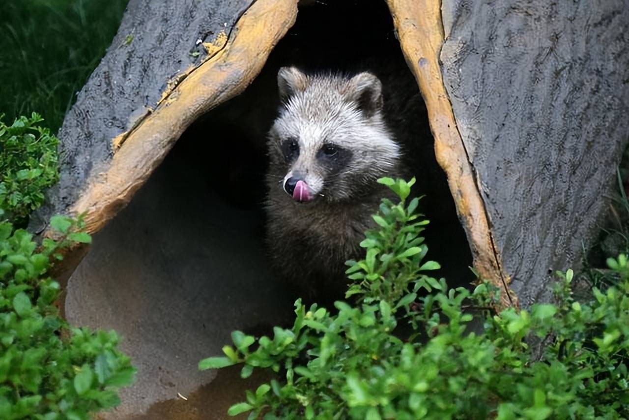 呆萌的貉太可怕:巧杀小獾,借刀杀獾,谋杀大獾,还