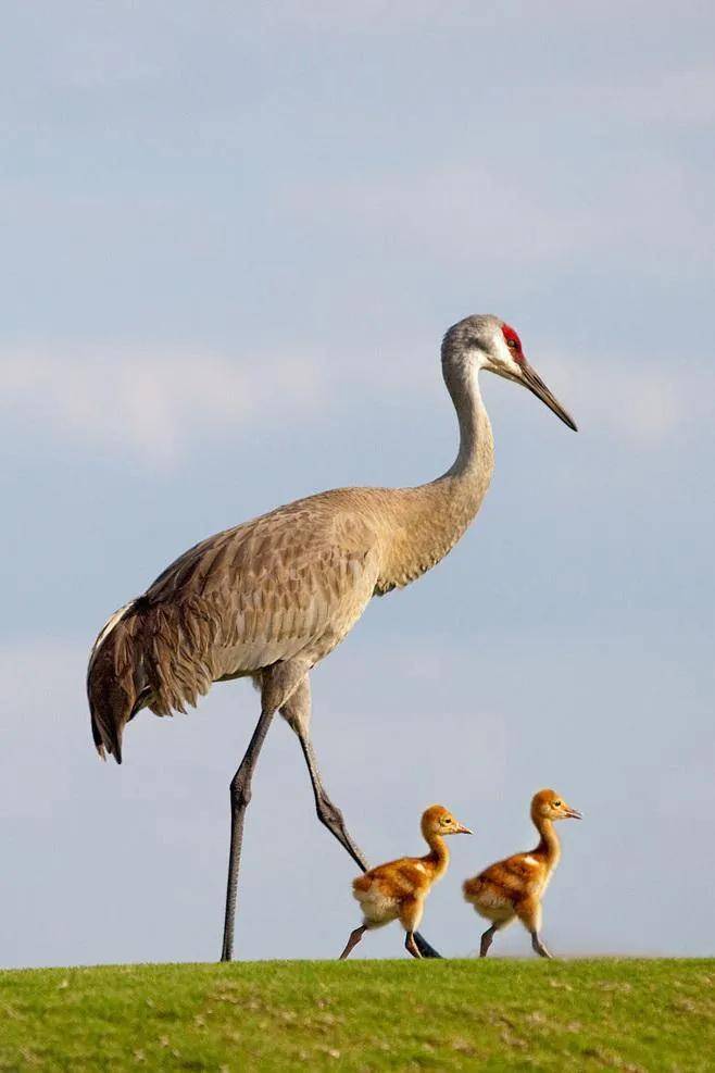 原创仙气飘飘优雅高贵的仙鹤白鹤灰冠鹤等鹤类欣赏