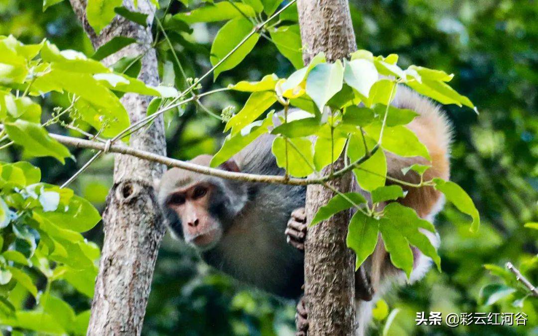 南盘江畔，诗意栖居~这群“猴哥”为何选择开远？