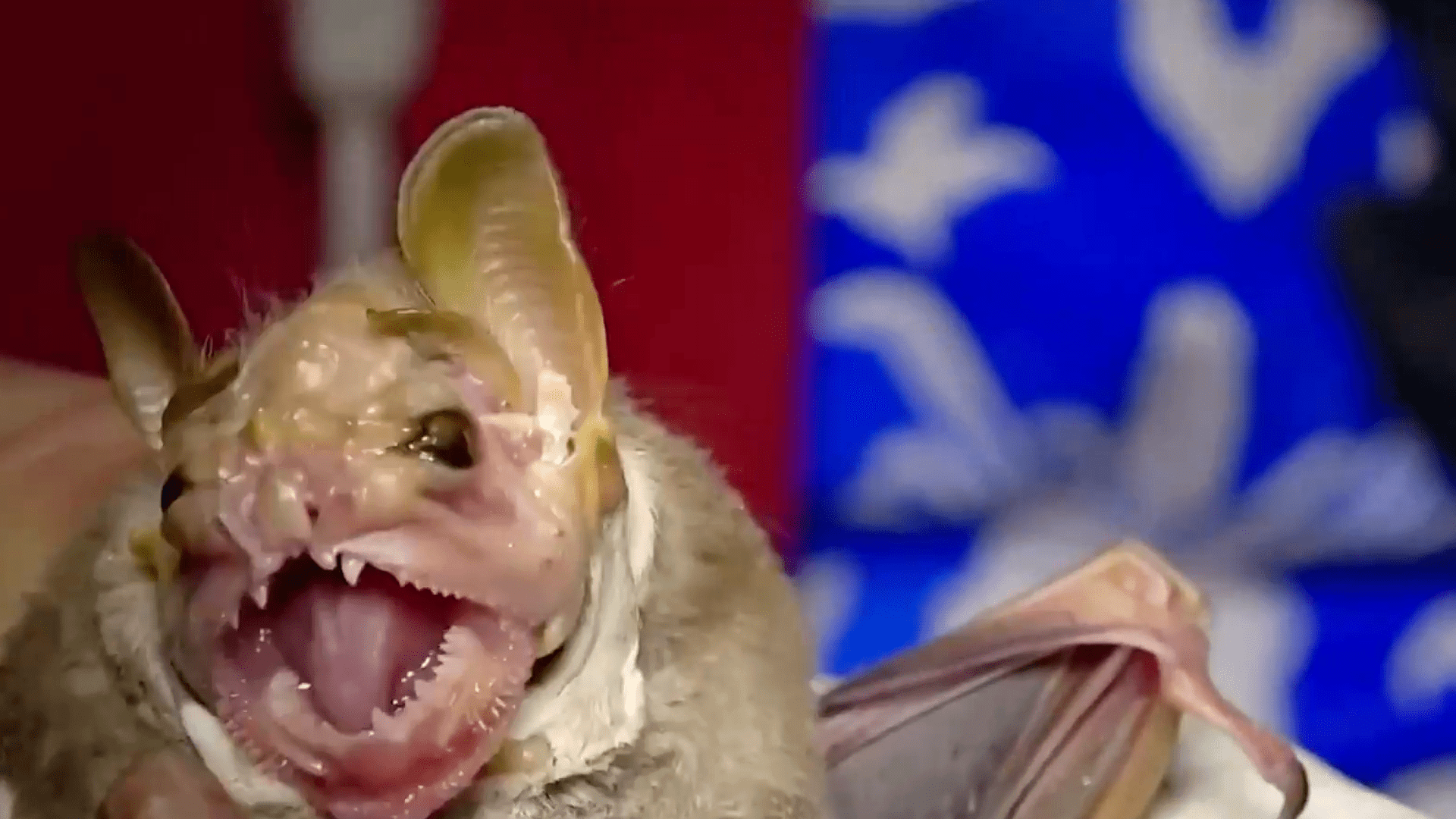 这种蝙蝠的颜值是真的丑,满脸皱纹,网友:蝙蝠中的恶犬_动物王国_水果