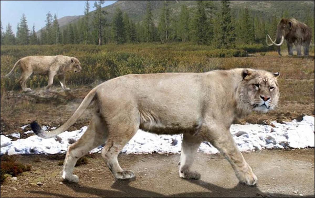 美洲拟狮vs剑齿虎图片