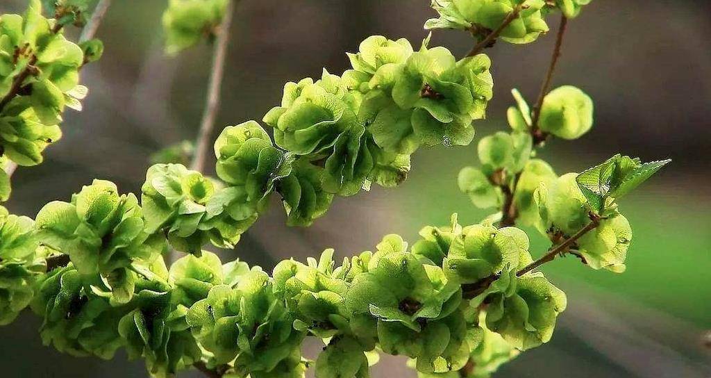 春天必吃的3種野菜,美味又營養,再貴也要摘,錯過又得等一年_馬齒莧