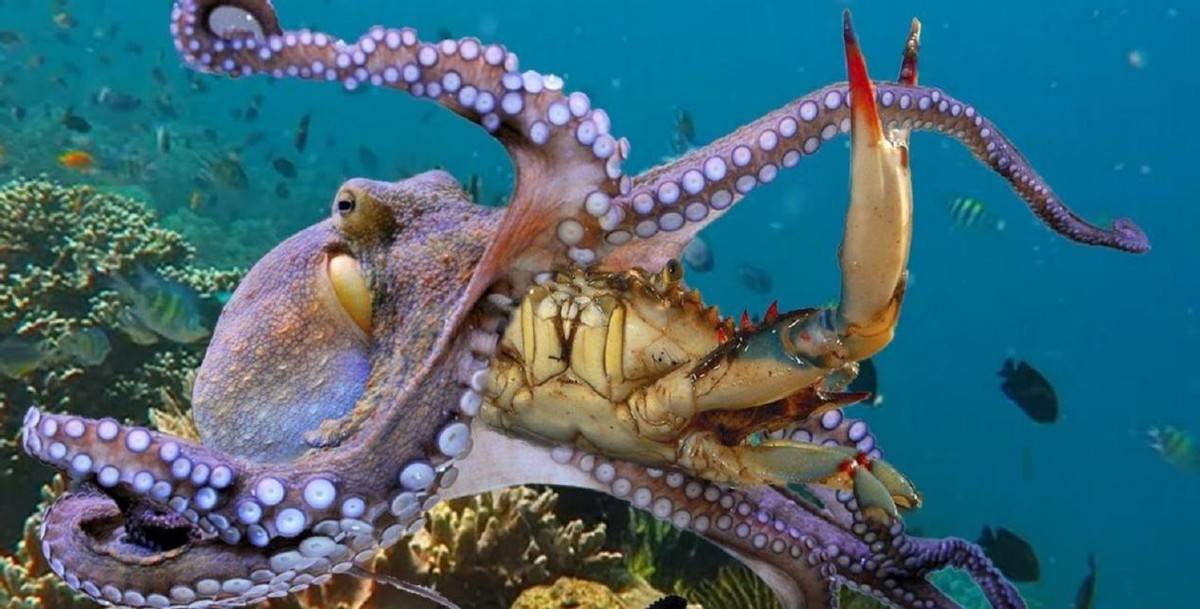 帝王蟹有什么能耐?