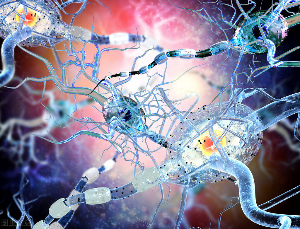 植物神经是一种遍布人体全身的神经系统,涉及人体的组织,器官,细胞等