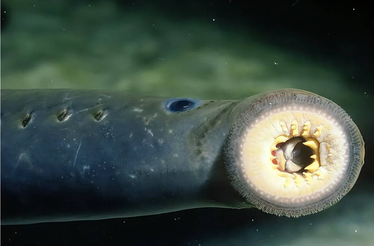 原创蛇形的身体布满利齿的圆盘大口七鳃鳗究竟有多可怕