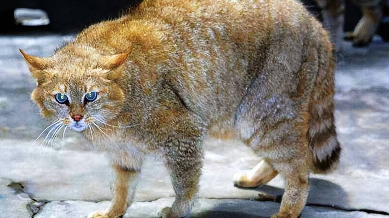 原创浩瀚沙漠毒蛇来袭新疆荒漠猫救美