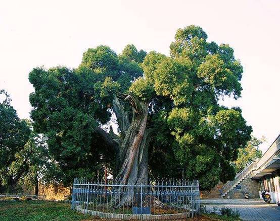 中国寿命最长的树，被称为世界柏树之父，年过5000却枝叶繁茂