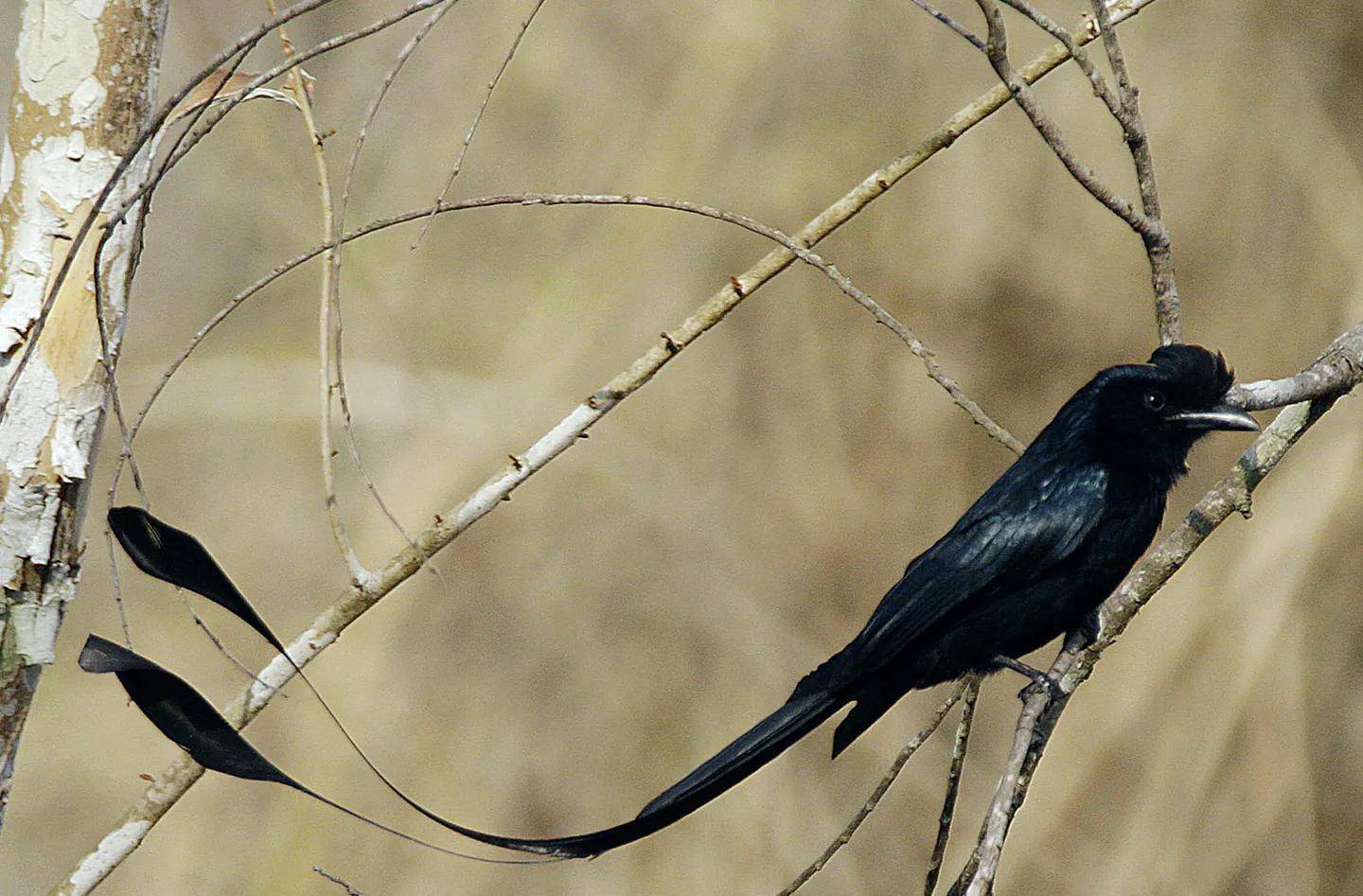 快来看,这小黑鸟像不像风筝_大盘_尾巴_天堂