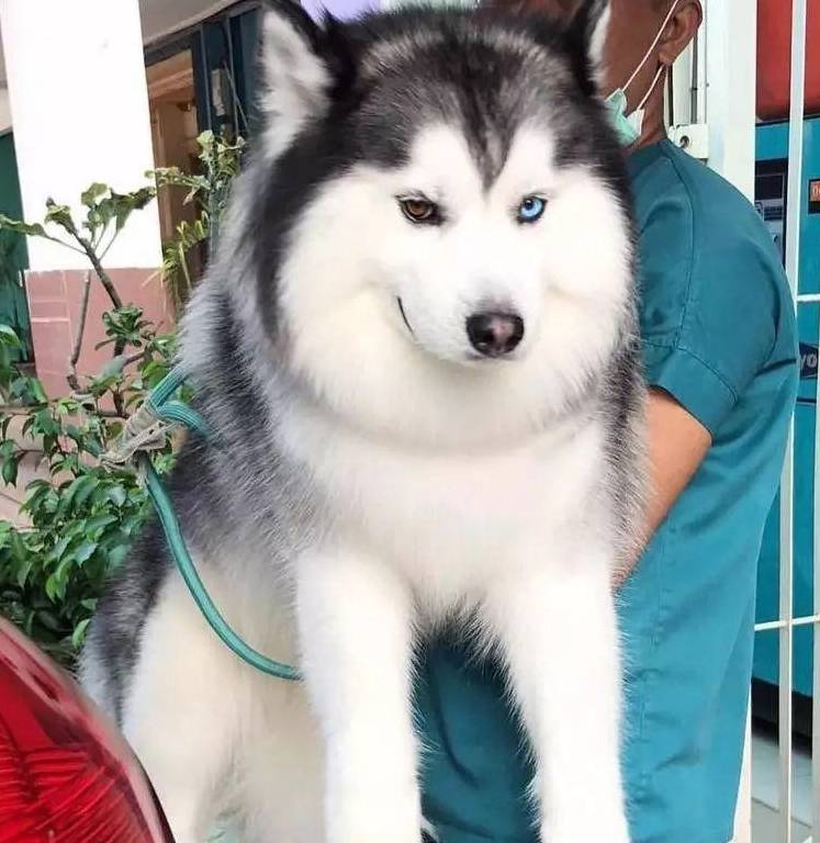 美国最美的混血哈士奇,笑起来咪咪眼,可爱死了!_maru_主人_金毛