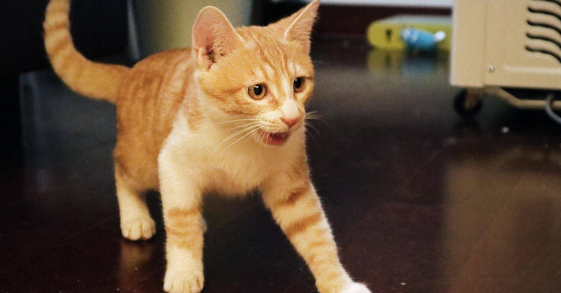 橘猫如果"忠心"于你,才会有这些现象_猫咪_都会_食物