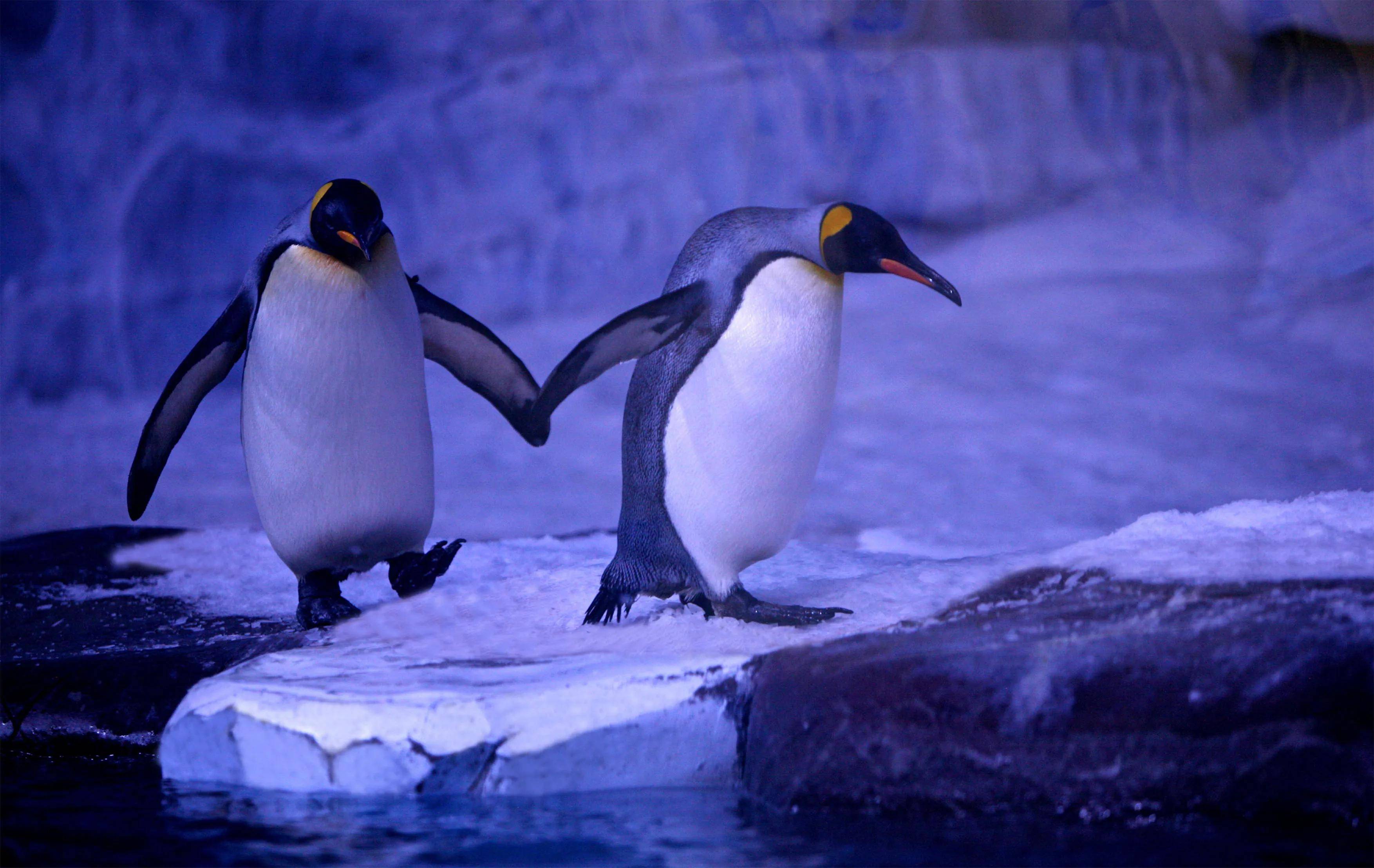 它企鹅家族中体型最大的,身高最大可达到120厘米,体重可达50千克,因此