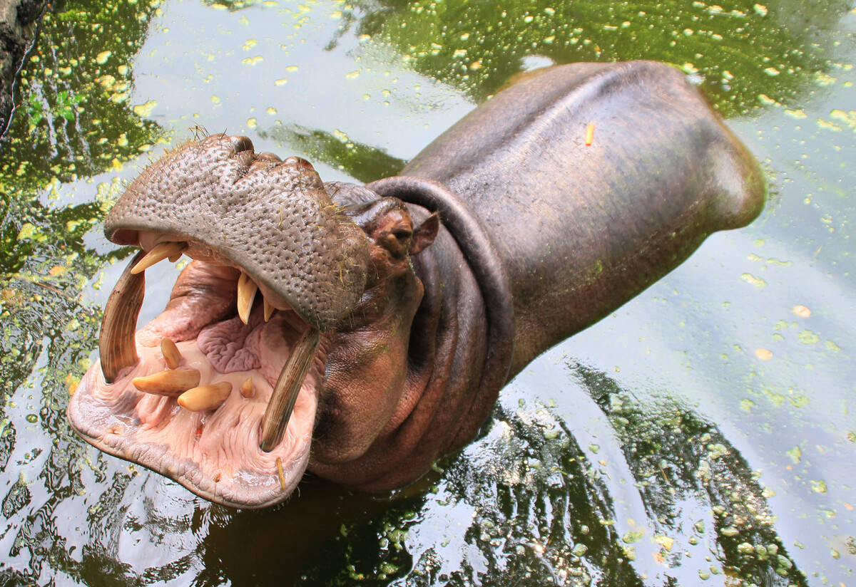 一口秒杀鳄鱼上岸胖揍雄狮性格暴躁的河马有天敌吗