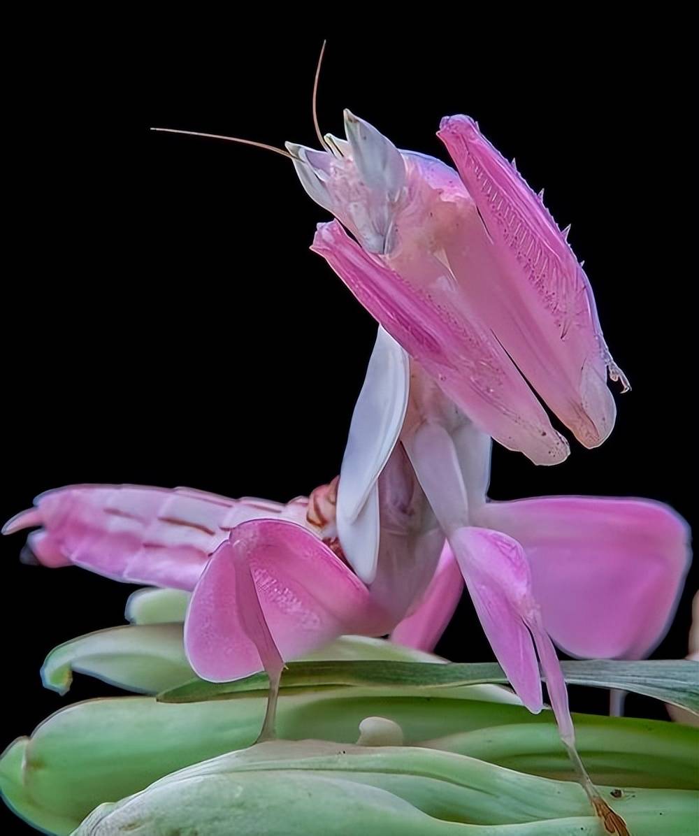 原创兰花螳螂看起来像一朵花