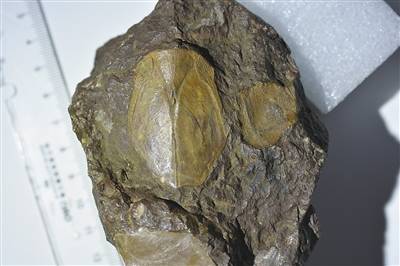 头甲鱼化石图片