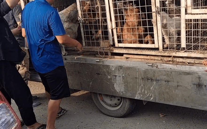 800块,看着被吓得躲到车底的大狗上狗肉车,狗主:咱啥也不说了_狗狗