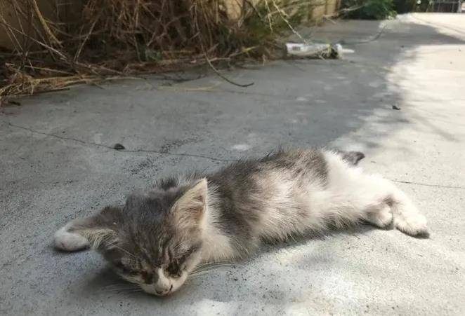 濒死的流浪猫被好心人救助 十个月后大变样 网友直呼捡到宝 猫咪 身体 主人