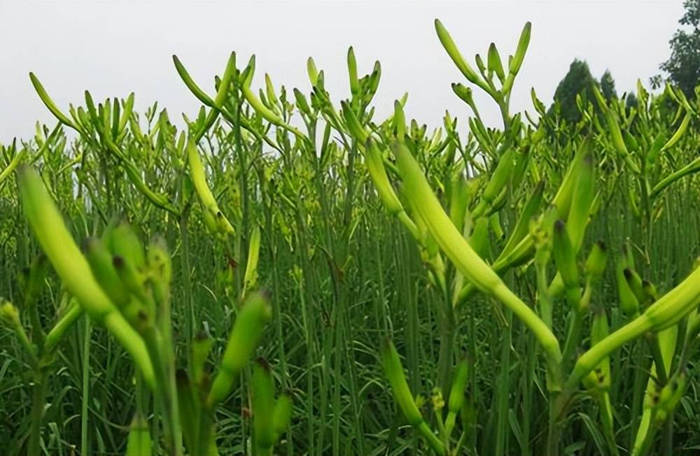 黄花菜叶枯病危害重如何防治