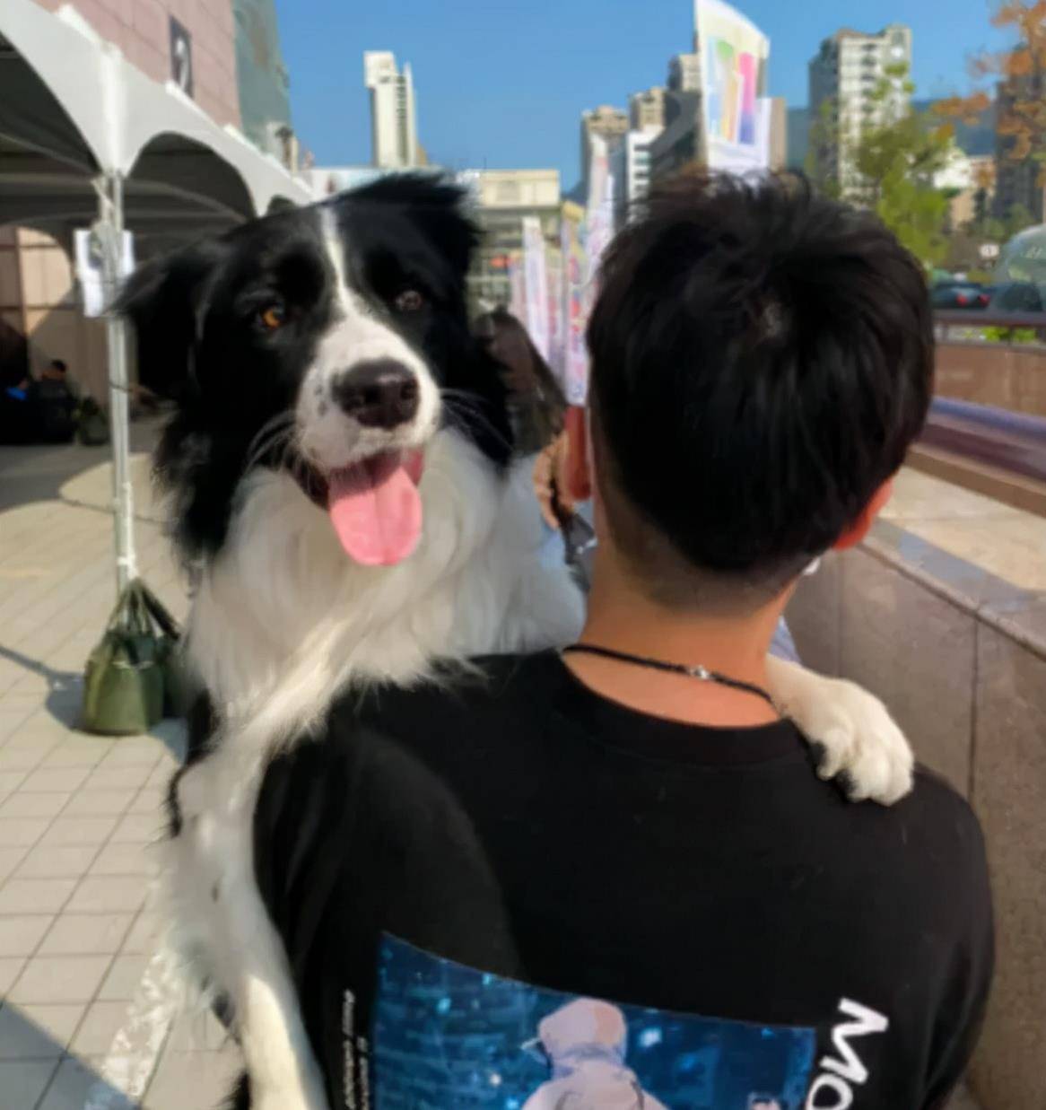 原创从小到大就爱抱抱38斤重的狗子一出门就要挂爸爸肩膀