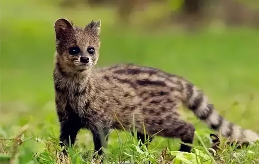 福建首次记录国家二级保护野生动物斑林狸,快一睹真容_公众_科普_灵猫