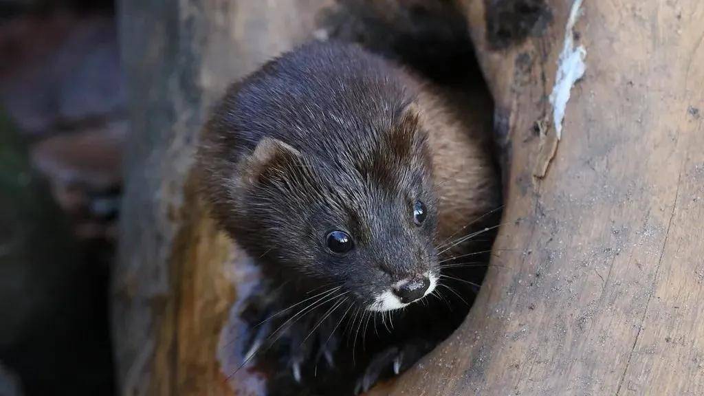 欧洲水貂(european mink_颜色_黄鼬_动物界