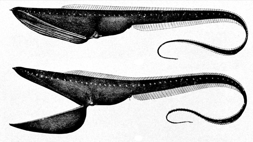 深海吞噬鳗能吞下比自身大10倍的食物难道不会撑爆自己
