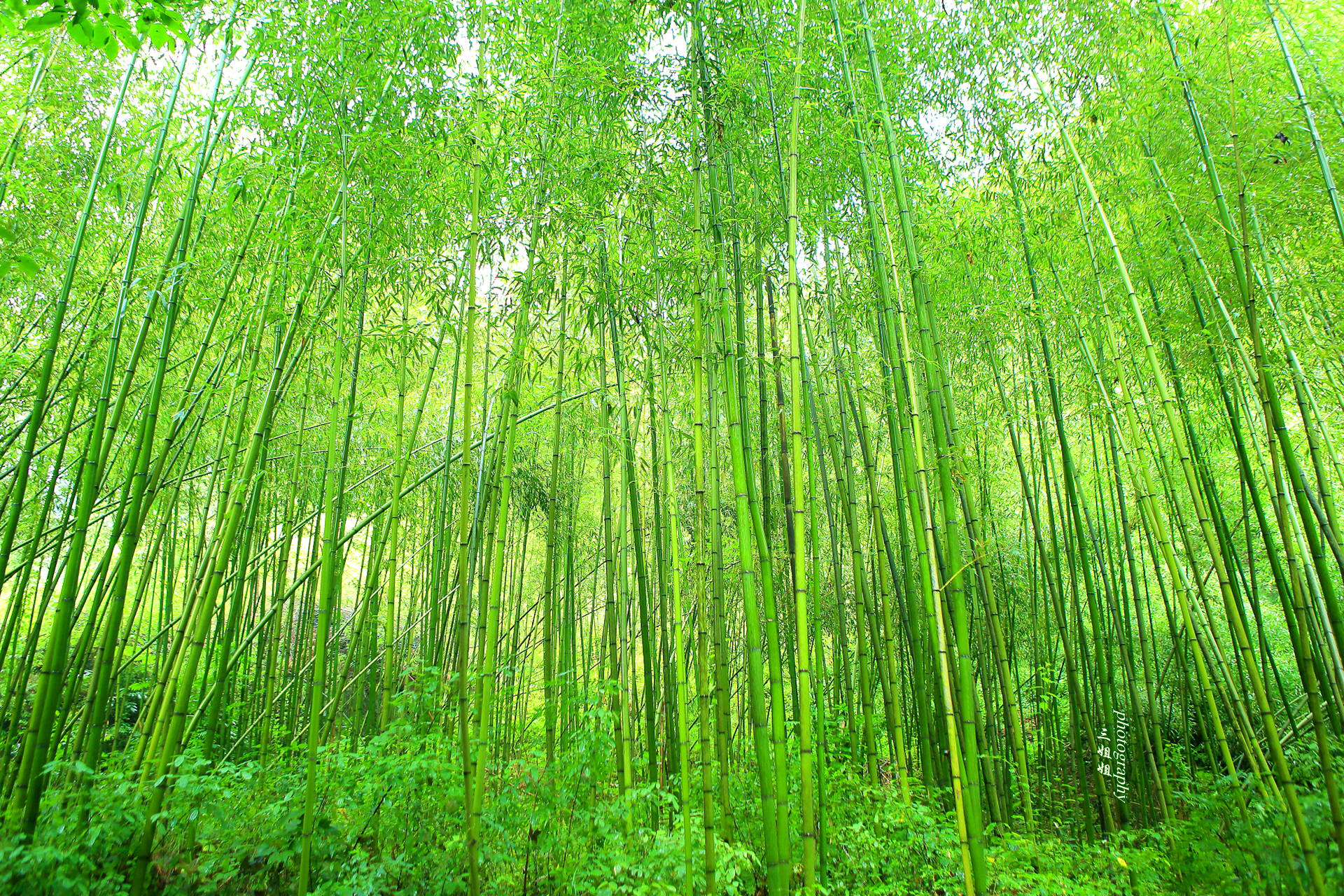 去河南重渡沟避暑 有一种凉爽叫作不舍得睡觉 民宿住着太舒服