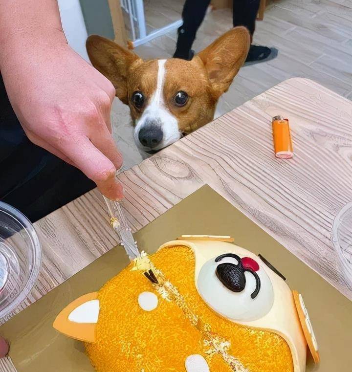 柯基犬见 刀切小兄弟 惊恐瞪大眼 网友笑喷 童年阴影 Peppa 蛋糕 宝宝