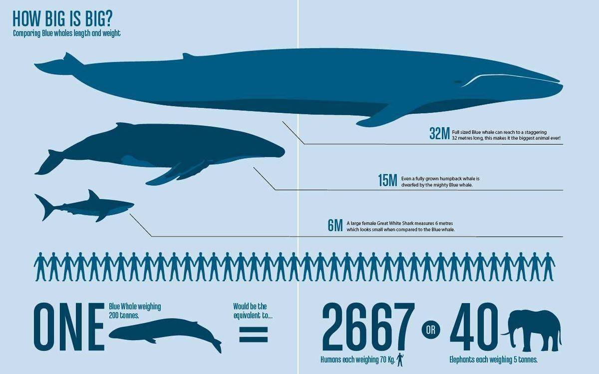 自然界太残忍！鲸鱼不会自然死亡，竟然是被活活淹死的?_搜狐网