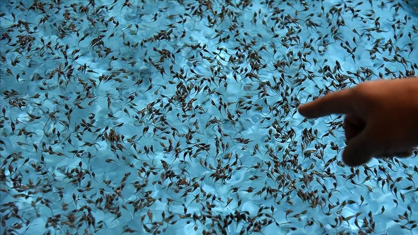 从而延缓了中华鲟资源衰退的进程,基本保全了溯河产卵亲体,为中华鲟