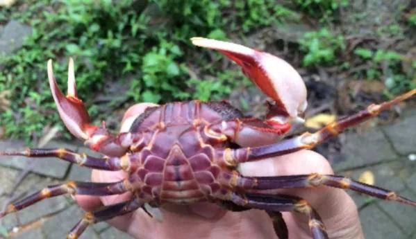 小溪里稀有的爬行物种,人们称之为水陆软黄金,"它"就是山螃蟹_洞穴