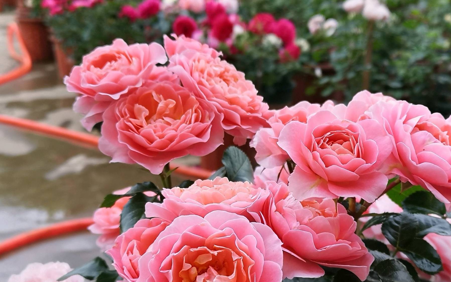 阳台养花,养棵"香香公主"吧,花开时刻,满室飘香,四季能赏花_开花_月季