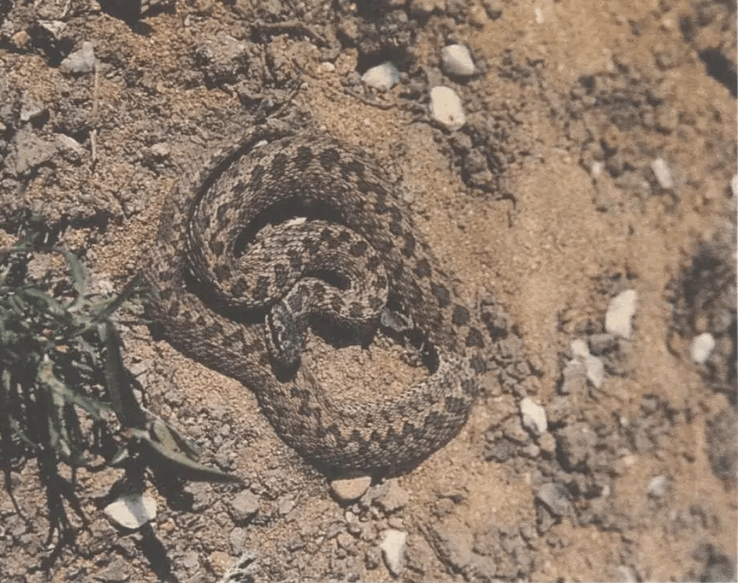 新疆毒蛇图片