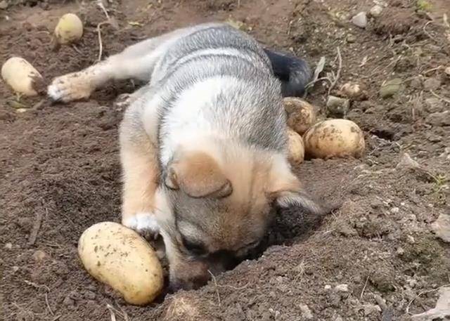 辽宁一狗子帮主人地里挖土豆,埋头苦干的动作萌化了:是来报恩的