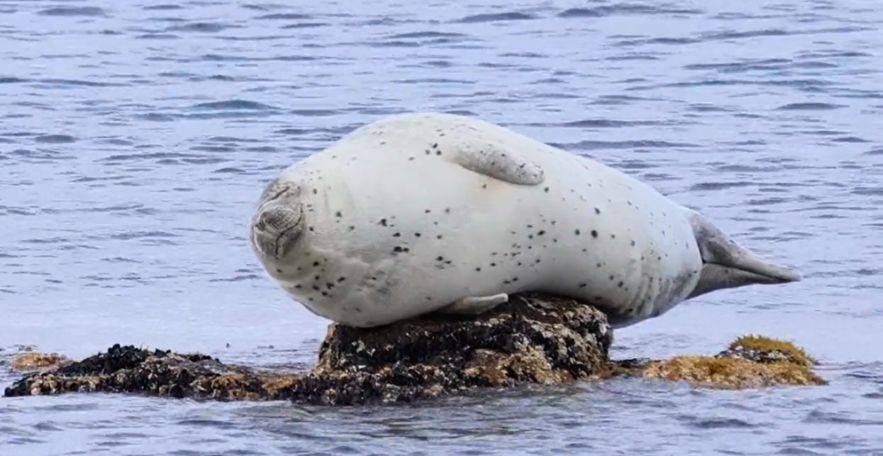 胖海豹做日光浴睡到海水退潮忘记下来睁眼一脸呆这是哪里