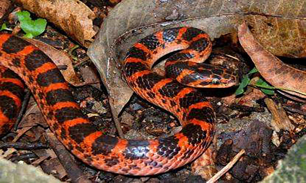 原创眼镜王蛇闯进居民家里除此之外还有着哪些蛇喜欢闯进家里呢