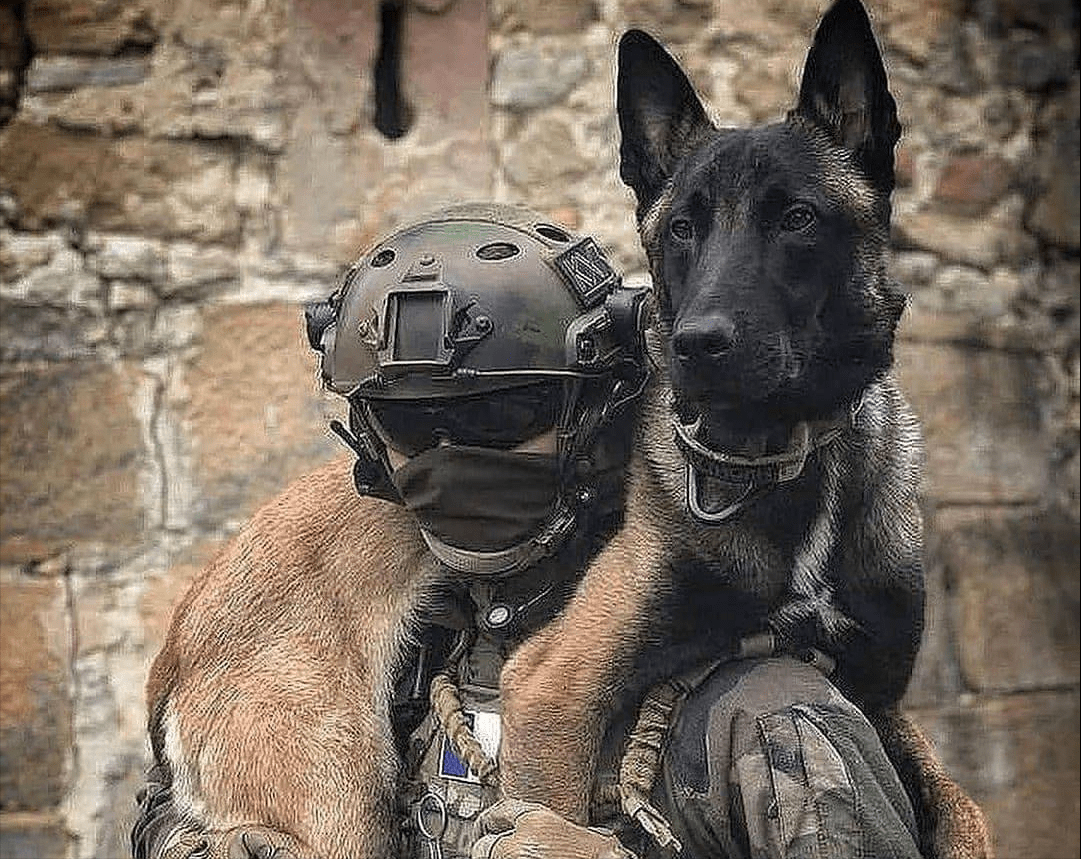 原创原来马犬这么可怕怪不得那么多人喜欢却不养